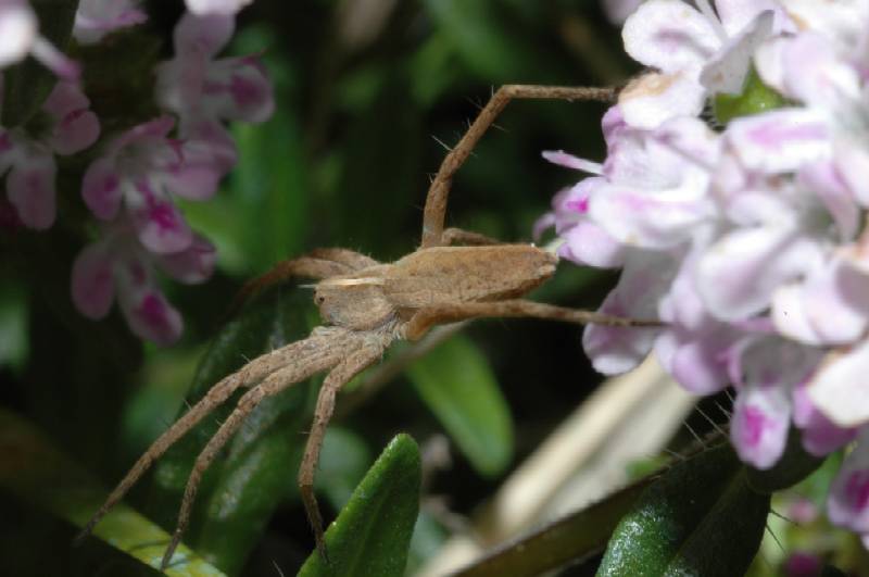 Pisaura mirabilis